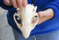 A-Grade Large North American Beaver Skull (castor) 5 inches long - You are buying the animal skull pictured for $34