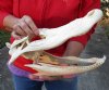 16 inch #2 Grade Discounted/Damaged Florida Alligator Skull from an estimated 8 foot gator - You are buying the gator skull shown for $30.00