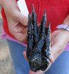 One Preserved Florida Alligator Foot/Feet for sale 7 inches long - you are buying the foot pictured for $15