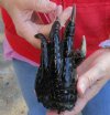 One Preserved Florida Alligator Foot/Feet for sale 6 inches long - you are buying the foot pictured for $15