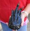 One Preserved Florida Alligator Foot/Feet for sale 8-1/2 inches long - you are buying the foot pictured for $20