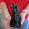 One Preserved Florida Alligator Foot/Feet for sale 9 inches long - you are buying the foot pictured for $25