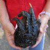 One Preserved Florida Alligator Foot/Feet for sale 8 inches long - you are buying the foot pictured for $25