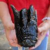 One Preserved Florida Alligator Foot/Feet for sale 8 inches long - you are buying the foot pictured for $25