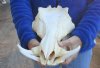 #2 grade 13 inch long African Warthog Skull with 5 Inch Ivory Tusks. (Crack in back and holes)  Review all photos. You are buying the one pictured for $95