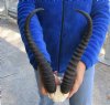 HUGE 15 inch Male Springbok Horns on Springbok Skull Plate - You are buying the horns and skull plate shown for $45.00