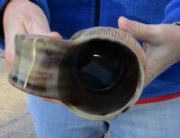 Ox horn mug, Cow horn mug carved with full rustic look measuring 8 inch tall for $36
