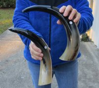 2 pc lot of Polished Water Buffalo Horns measuring 15 and 17 inches long each - You are buying the horns shown for $25