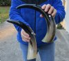 2 pc lot of Polished Water Buffalo Horns measuring 15 and 17 inches long each - You are buying the horns shown for $25