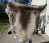50 by 49 inches Finland Reindeer Hide, Skin, farm raised - You are buying this one for $155