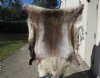 57 by 47 inches Finland Reindeer Hide, Skin, farm raised - You are buying this one for $155