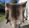 56 by 50 inches Finland Reindeer Hide, Skin, farm raised - You are buying this one for $155