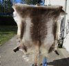 53 by 49 inches Finland Reindeer Hide, Skin, farm raised - You are buying this one for $155