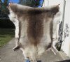 57 by 50 inches Finland Reindeer Hide, Skin, farm raised - You are buying this one for $155