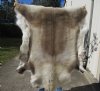 55 by 49 inches Finland Reindeer Hide, Skin, farm raised - You are buying this one for $155