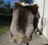 Grade A Reindeer pelt/hide/skin without legs, 56 inches long by 41 inches wide - You will receive the one pictured for $110