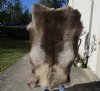 Grade B Reindeer pelt/hide/skin without legs, 57 inches long by 44 inches wide - You will receive the one pictured for $95