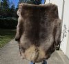 Grade B Reindeer pelt/hide/skin without legs, 51 inches long by 42 inches wide - You will receive the one pictured for $95