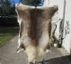 56 by 42 inches Finland Reindeer Hide, Skin, farm raised - You are buying this one for $155 