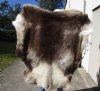Grade A Reindeer pelt/hide/skin without legs, 55 inches long by 51 inches wide - You will receive the one pictured for $110