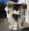 Grade B Reindeer pelt/hide/skin without legs, 56 inches long by 46 inches wide - You will receive the one pictured for $95