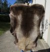 Grade A Reindeer pelt/hide/skin without legs, 54 inches long by 41 inches wide - You will receive the one pictured for $110