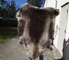 56 by 47 inches Finland Reindeer Hide, Skin, farm raised - You are buying this one for $155