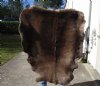 Grade B Reindeer pelt/hide/skin without legs, 50 inches long by 44 inches wide - You will receive the one pictured for $95