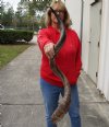 Polished Kudu horn for sale measuring 44 inches, for making a shofar.  You are buying the horn in the photos for $125