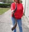 Polished Kudu horn for sale measuring 40 inches, for making a shofar.  You are buying the horn in the photos for $125