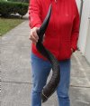 Polished Kudu horn for sale measuring 35 inches, for making a shofar.  You are buying the horn in the photos for $100