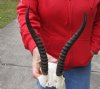 Female springbok skull plate and horns 8 inches.  You are buying the one pictured for $22
