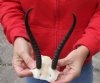 Female springbok skull plate and horns 6 inches.  You are buying the one pictured for $20