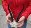 Female springbok skull plate and horns 8 inches.  You are buying the one pictured for $22
