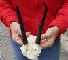 Female springbok skull plate and horns 7 inches.  You are buying the one pictured for $20