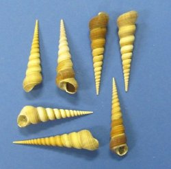 3" to 4" Wholesale Large Turritella Terebra Auger Shells  - 100 pcs @ $.25 each; 400 pcs @ $.22 each