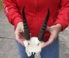 7-1/2 inch Mountain Reedbuck Horns on a skull plate for Cabin Decor - You are buying the skull plate and horns shown for $40