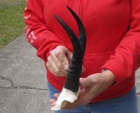 7-1/2 inch Mountain Reedbuck Horns on a skull plate for Cabin Decor for $40