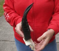 7-1/2 inch Mountain Reedbuck Horns on a skull plate for Cabin Decor for $40
