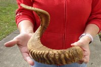 Sheep Horn 26 inches measured around the curl $27 (You are buying this horn, which has natural imperfections - view all photos.)