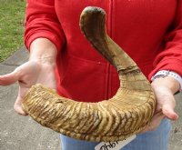 Sheep Horn 29 inches measured around the curl $30 