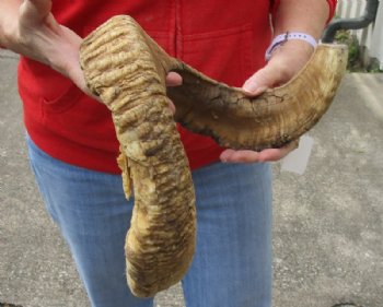 #2 Grade Sheep Horn 31 inches measured around the curl $14 