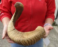 #2 Grade Sheep Horn 31 inches measured around the curl $20 
