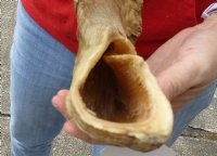 #2 Grade Sheep Horn 31 inches measured around the curl $14 