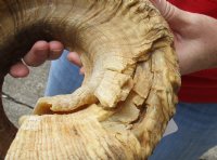 #2 Grade Sheep Horn 31 inches measured around the curl $14 