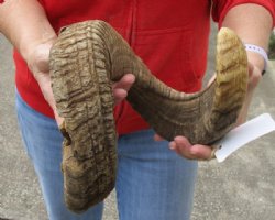 Sheep Horn 30 inches measured around the curl $31 