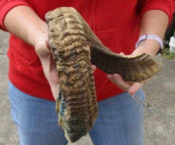Sheep Horn 26 inches measured around the curl $27 
