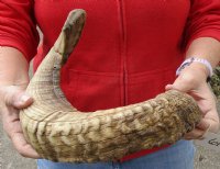 Sheep Horn 26 inches measured around the curl $27 