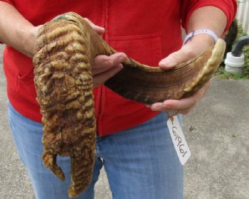 #2 Grade Sheep Horn 26 inches measured around the curl $14 