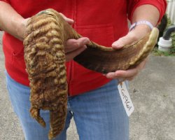 #2 Grade Sheep Horn 26 inches measured around the curl $20 